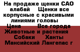 На продаже щенки САО (алабай ). Щенки все корпусные с красивыми линиями головы . › Цена ­ 30 - Все города Животные и растения » Собаки   . Ханты-Мансийский,Лангепас г.